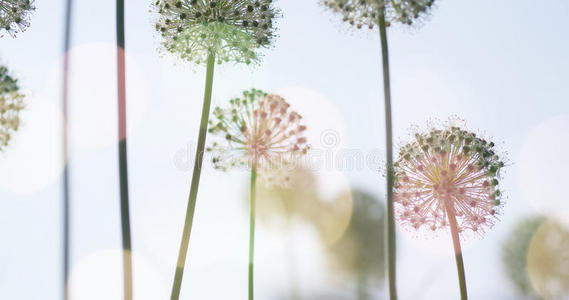 紫色 美女 花蜜 开花 粉红色 蜜蜂 植物学 集中 锁定