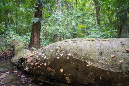 苔藓 环境 树干 植物 颜色 纹理 风景 特写镜头 春天