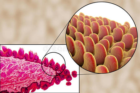 形象 肌细胞 放大倍数 显微照片 组织学 心肌细胞 显微镜检查照片