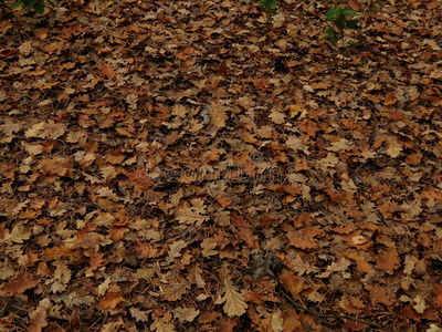 秋天的黄叶在地上