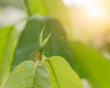 花园 模糊 希望 植物 自然 幼苗 森林 生活 环境 新的