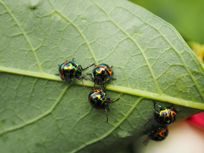植物学的甲虫图片