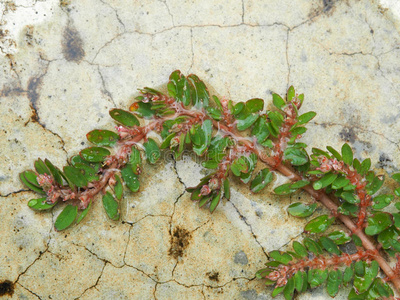 小植物