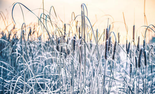 森林 自然 冬天 寒冷的 班奇 降雪 季节 分支 圣诞节