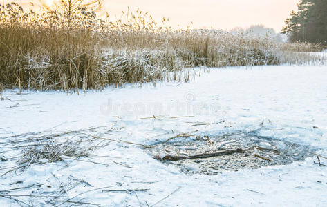 自然 风景 冬天 班奇 冻结 芦苇 寒冷的 洗澡 场景 美丽的