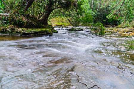 森林 容忍 环境 小溪 运动 流行的 落下 苔藓 公园 风景