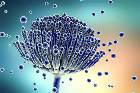 黄曲霉毒素黑色霉菌真菌曲霉照片