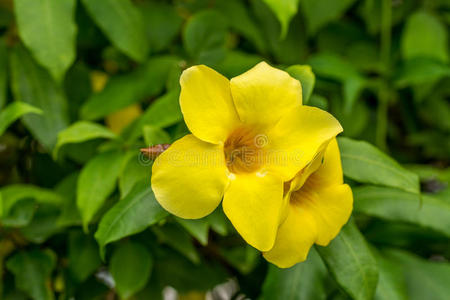 一对阿拉曼达泻药，也叫金角花