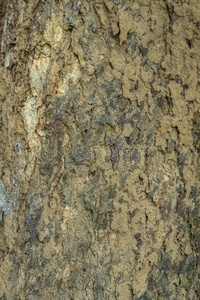 地面 木材 咕哝 颜色 材料 金属 树皮 墙纸 自然 纹理