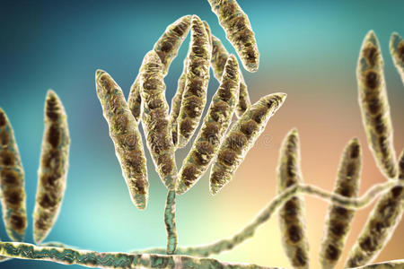 产生真菌毒素的真菌镰刀菌照片