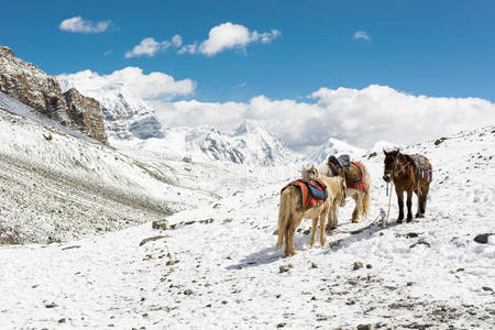 小马 电路 风景 目的地 氧气 高的 跋涉 旅游业 梭隆