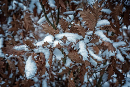 降雪 灌木 季节 寒冷的 场景 颜色 美女 天气 自然 木材