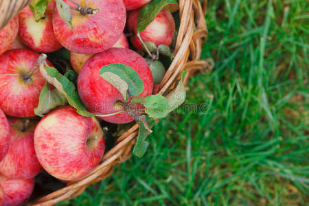带苹果的篮子在花园的草地上收获特写