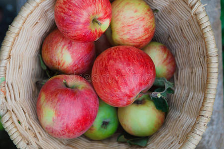 在花园里收获苹果的篮子，俯视图