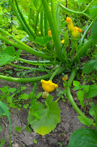 婴儿夏季南瓜。 帕蒂斯森植物生长在花园里