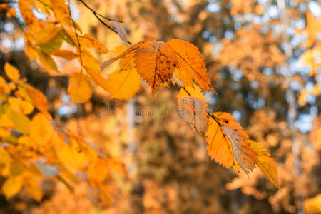 场景 阳光 美丽的 公园 特写镜头 秋天 季节 森林 十月