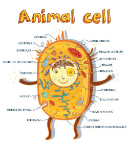 动物细胞解剖