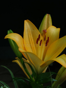 花束 百合 庆祝 花园 植物区系 拍打 美丽的 植物学 丽丽