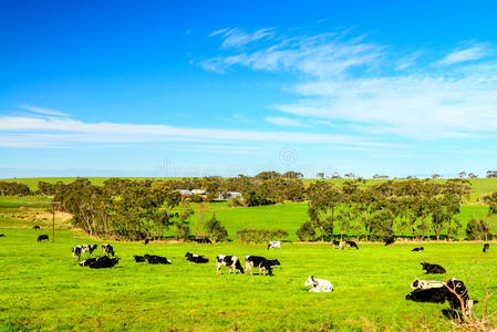 澳大利亚南部农村放牧奶牛