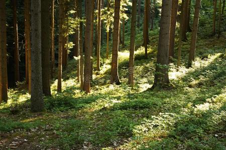 森林 阳光 苔藓 无人居住 地板 灌木丛 国家 横梁 林地