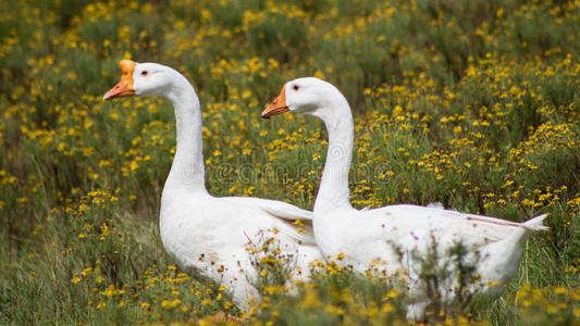 漫步的鹅图片