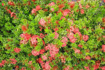 植物 颜色 盛开 植物学 夏天 特写镜头 开花 公园 自然