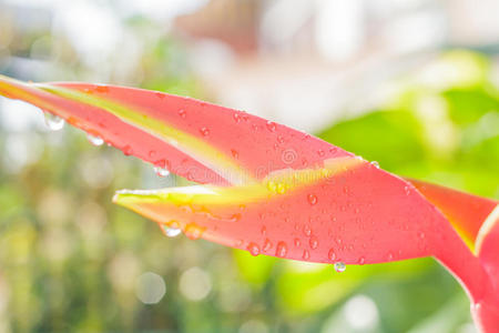 特写镜头 美丽的 液滴 生活 植物区系 雨滴 花园 兰花