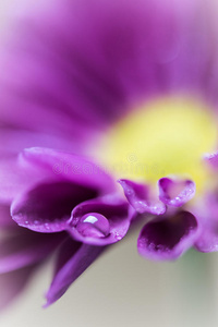 马科 紫色 水滴 黛西 雏菊