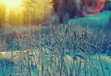 森林 风景 寒冷的 雪堆 俄罗斯 深的 冬天 场景 雪花