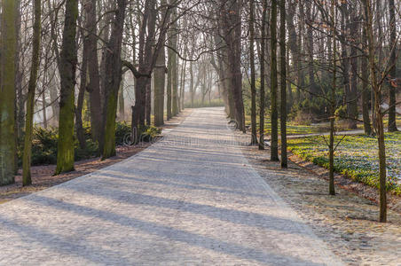 小巷 路线 森林 花园 和谐 人行道 方向 曲线 自然 走道