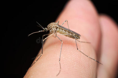 蚊子吃普通住宅蚊子(库蚊)照片
