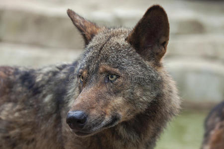 动物 肖像 动物群 伊比利亚人 犬科 犬科动物 自然 欧洲