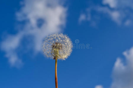 蒲公英花和种子在天空背景下
