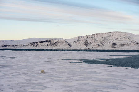 动物 自然 北极熊 斯瓦尔巴 野生动物 寒冷的 熔化 冬天