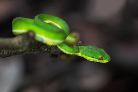 森林树枝上的绿色蛇