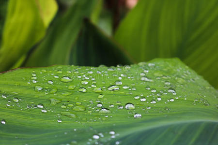 树叶 美丽的 春天 液滴 生长 自然 生活 花园 环境 雨滴