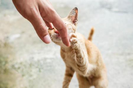 小猫在玩手图片