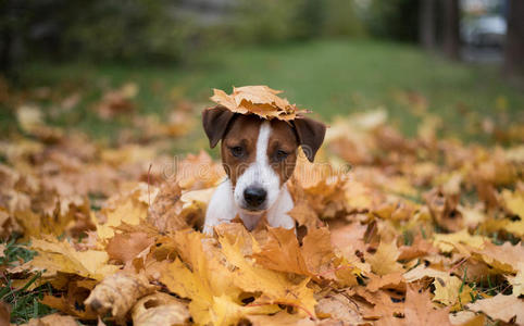 森林 小狗 拉斯维加斯 落下 拉塞尔 美丽的 幸福 秋天