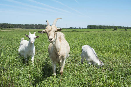 山羊 吃草 动物 农事 风景 牲畜 自然 头发 畜牧业 领域