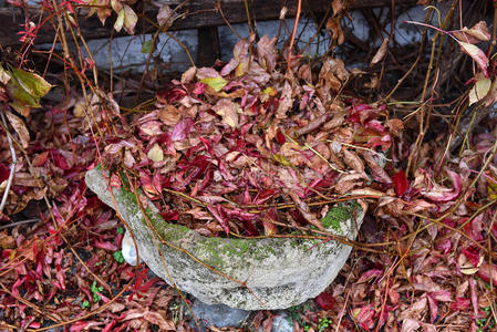 纹理 砌砖工程 杂草丛生 砖石建筑 植物 常春藤 爬山虎