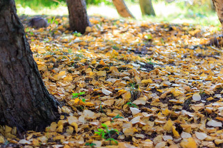 秋天的季节，树木和黄叶