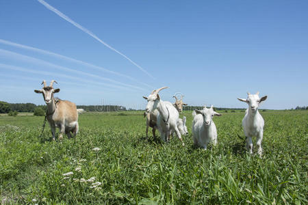 兽群 头发 可爱的 草地 风景 食物 哺乳动物 农业 国家