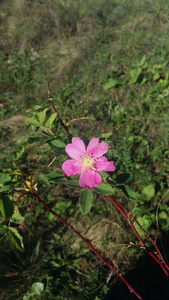 一朵花