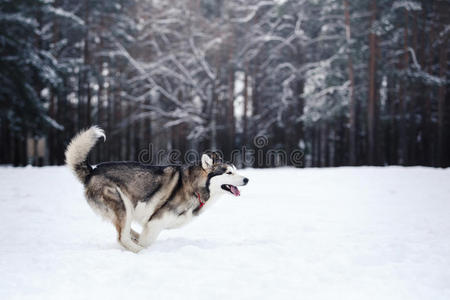 狗在雪地上繁殖西伯利亚哈士奇