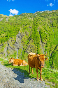 风景 奶牛 峡谷 叹息 草地 欧洲 姆茨赫塔 登山 牧场