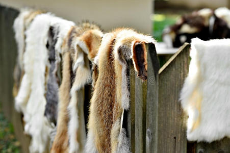动物皮毛在木栅栏上作为衣服