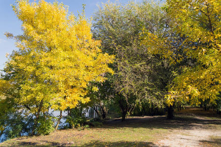 蓝天背景上的秋树
