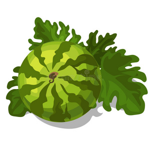 大的成熟多汁的西瓜和叶子. 矢量照片