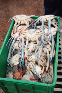 迪拜鱼市场的蓝色螃蟹