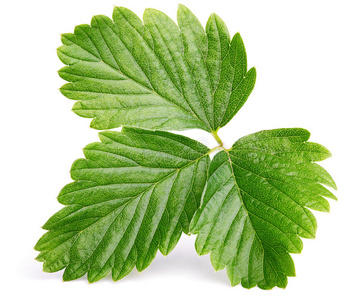 绿色草莓叶图片